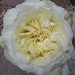 Rose d'Equateur White Mayra Ethiflora
